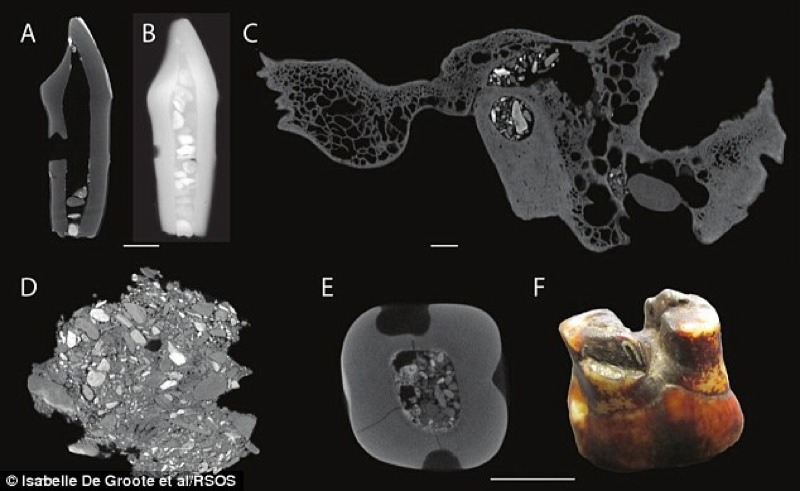 CT scans showed the presence of Piltdown gravel in all the specimens. (Image: De Groote et al./RSOS